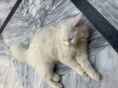 Need serious family for my cat