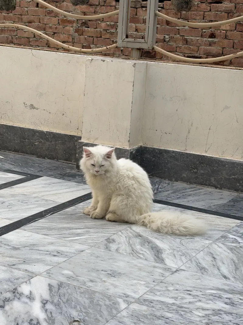 Need serious family for my cat — photo 2
