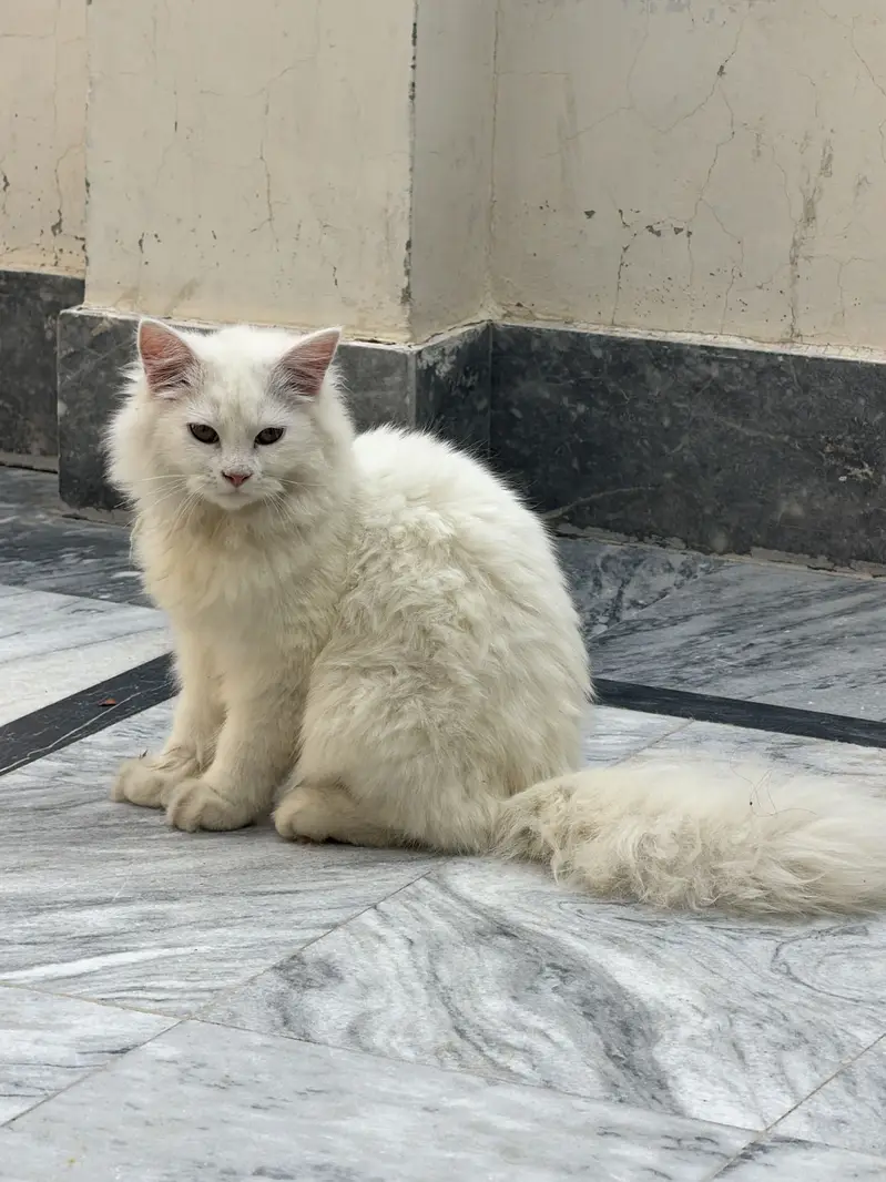 Need serious family for my cat — photo 3