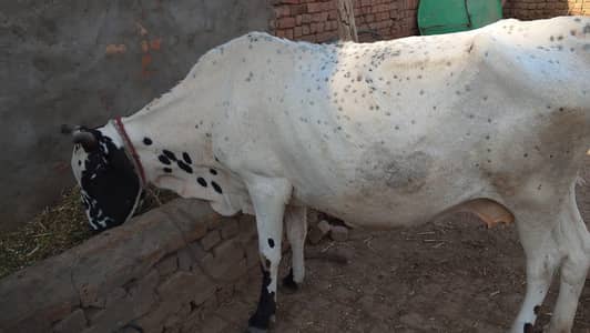 2 cow for sale aur ak bahce b hy