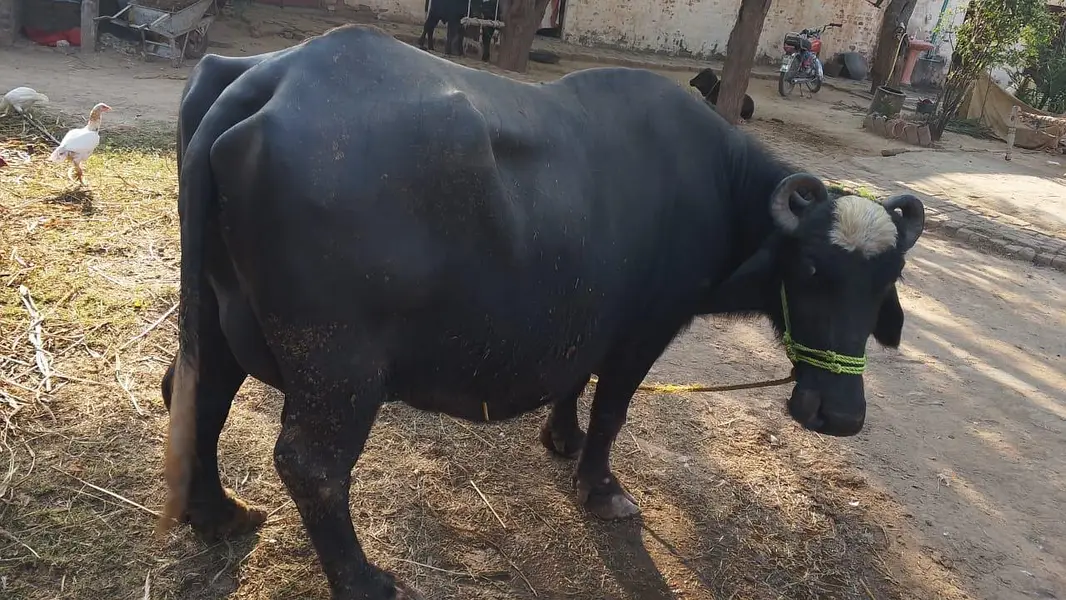 2 cow for sale aur ak bahce b hy — photo 2