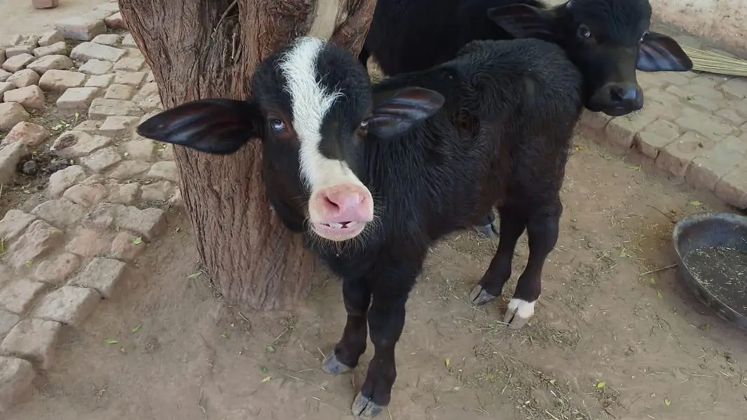 2 cow for sale aur ak bahce b hy — photo 3