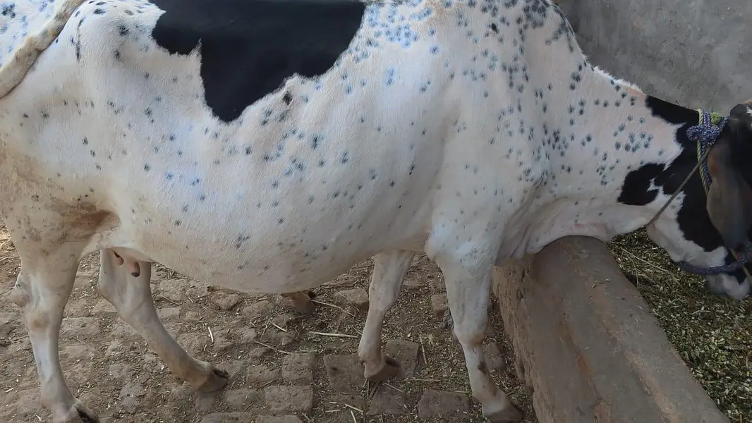 2 cow for sale aur ak bahce b hy — photo 4