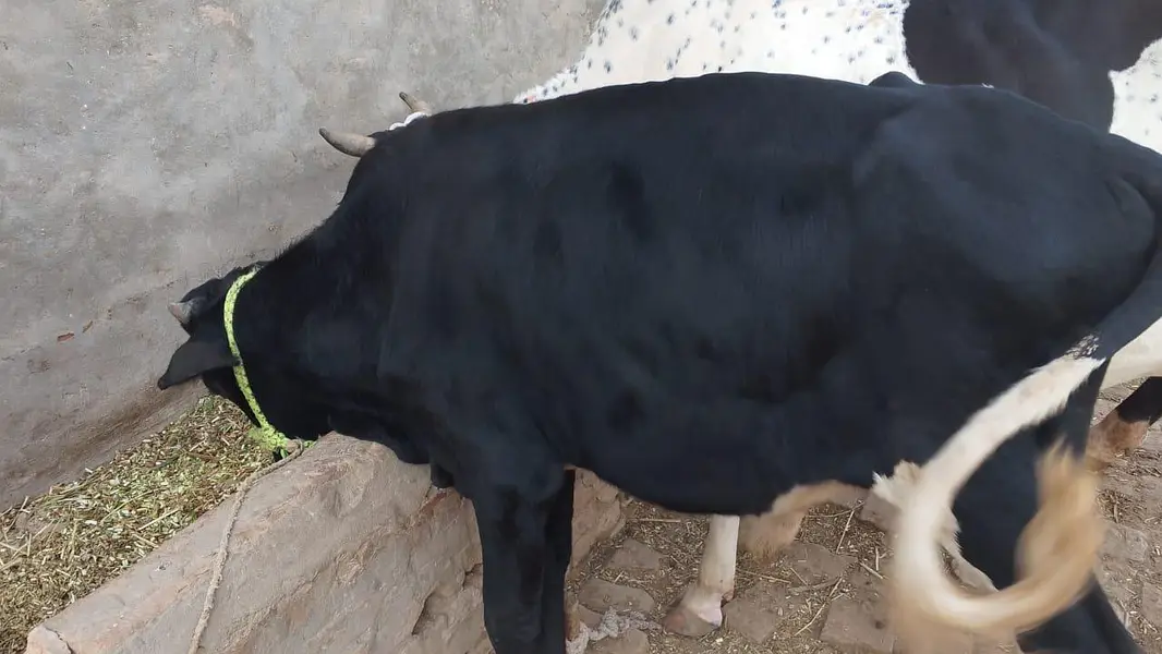 2 cow for sale aur ak bahce b hy — photo 5