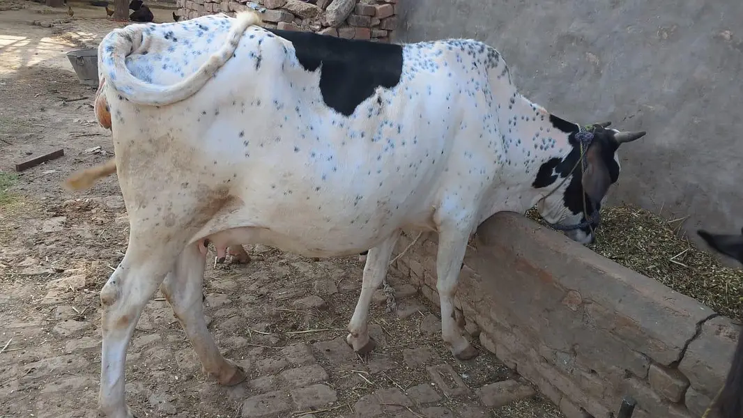 2 cow for sale aur ak bahce b hy — photo 6