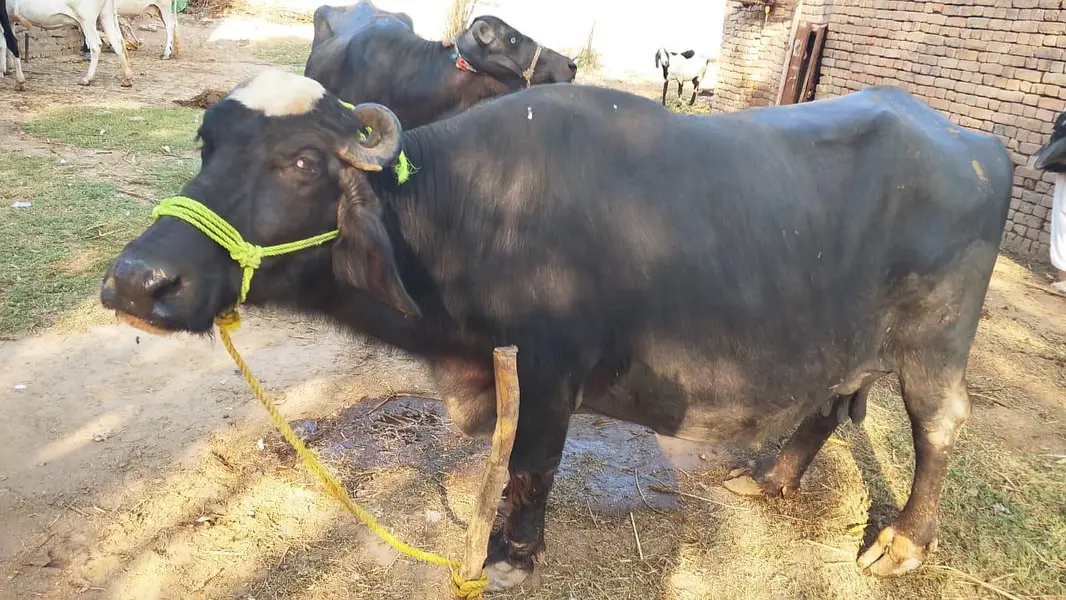 2 cow for sale aur ak bahce b hy — photo 7