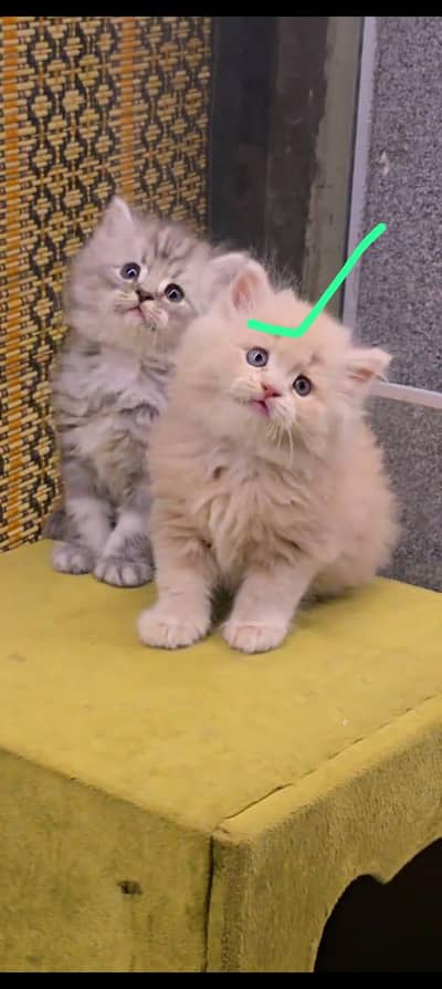 Persian kittens | Cat Doll face | Punch face | Cat for sale