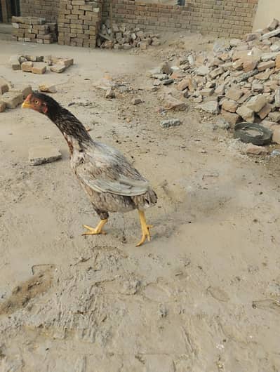 Desi Hen for Sale
