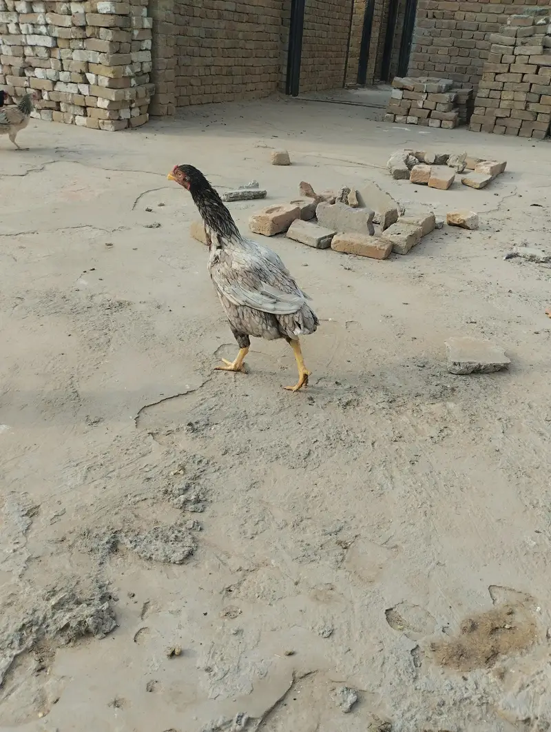 Desi Hen for Sale — photo 2