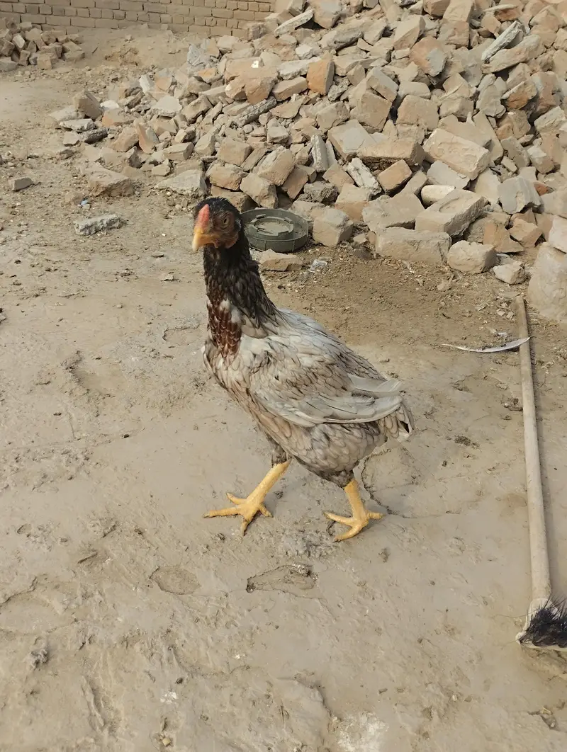 Desi Hen for Sale — photo 3