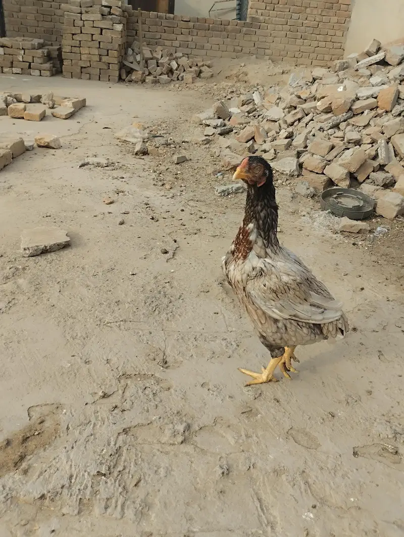 Desi Hen for Sale — photo 4