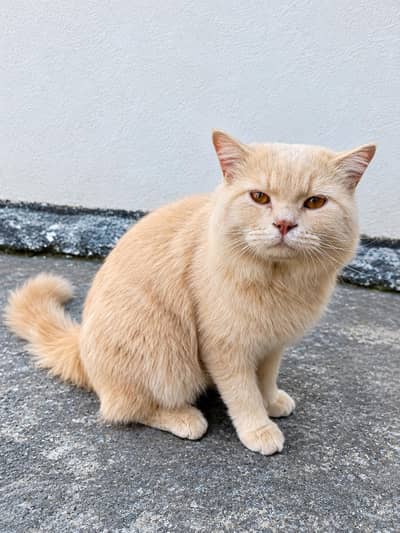 male Persian cat for sale