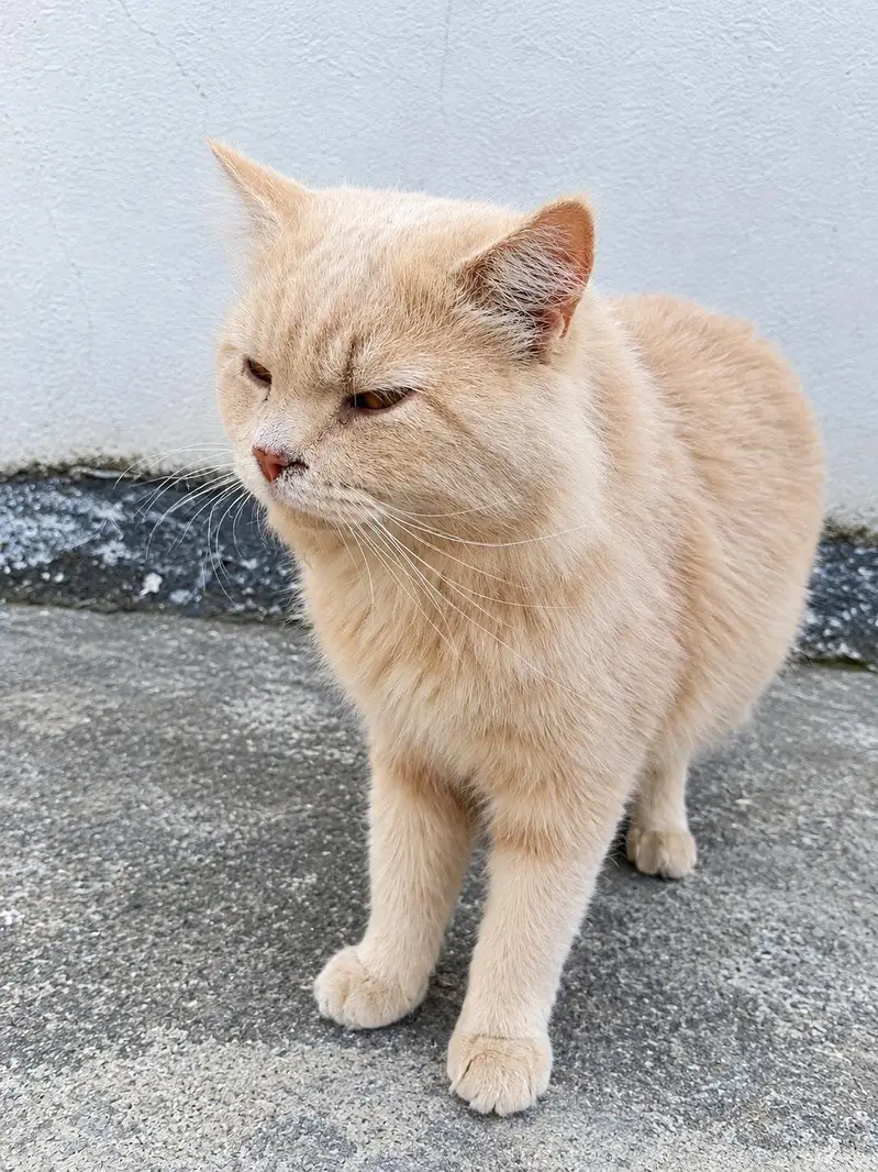 male Persian cat for sale — photo 2