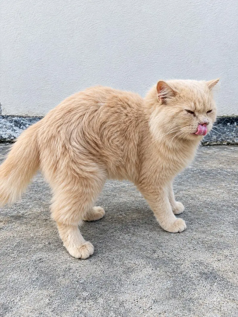 male Persian cat for sale — photo 3
