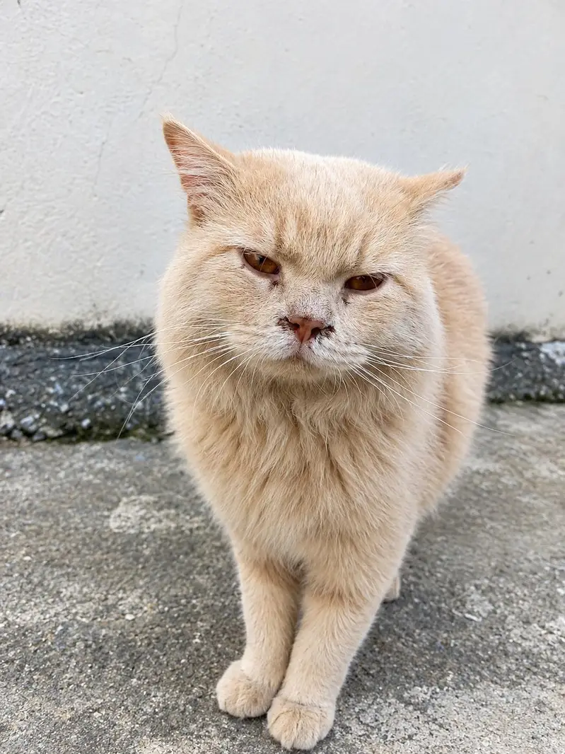 male Persian cat for sale — photo 4