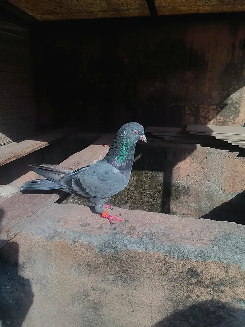 neala Kabutar pair for sale high quality pair — photo 9