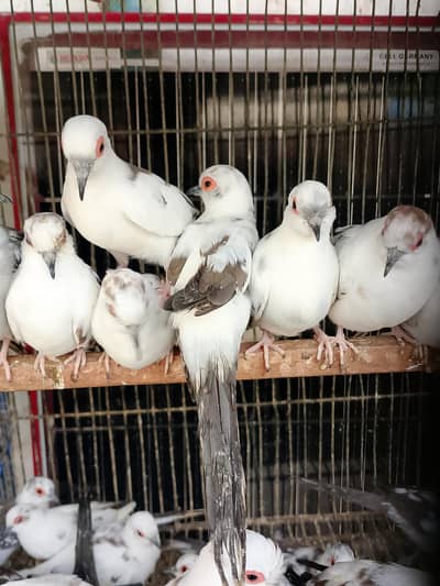 pied dove
