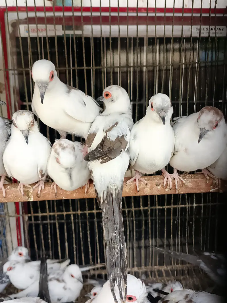 pied dove