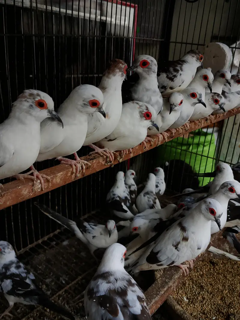 pied dove — photo 2