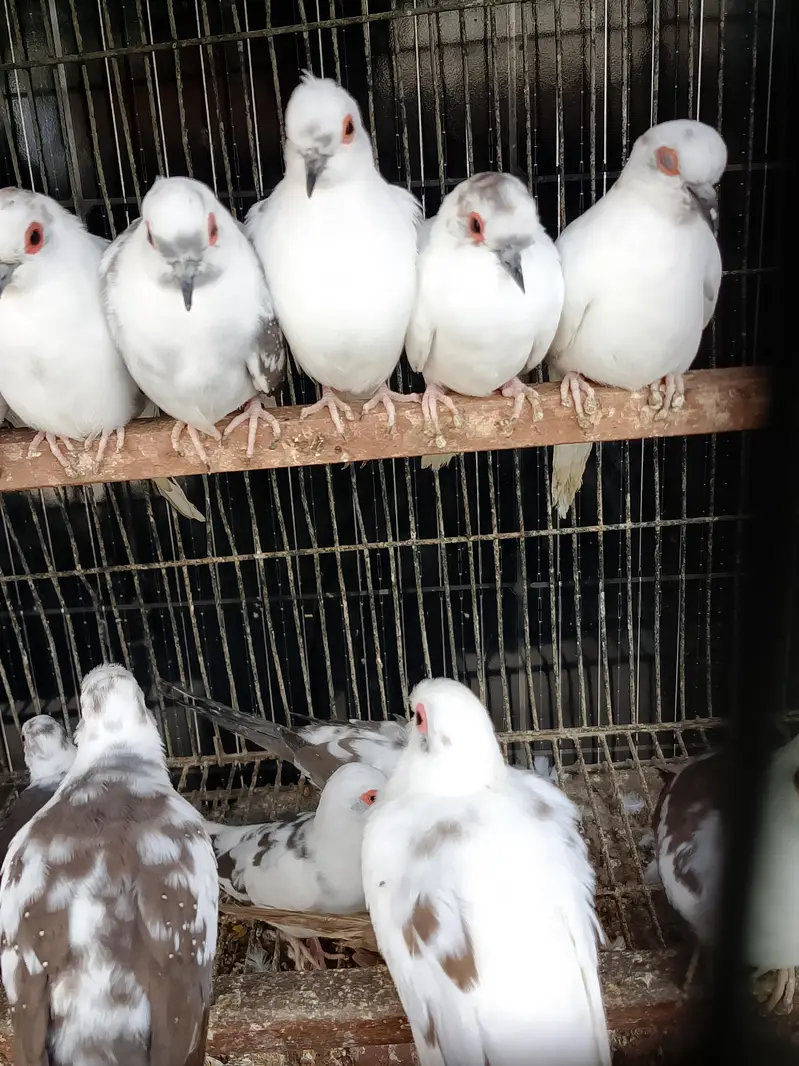 pied dove — photo 3
