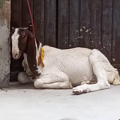 Male goat
