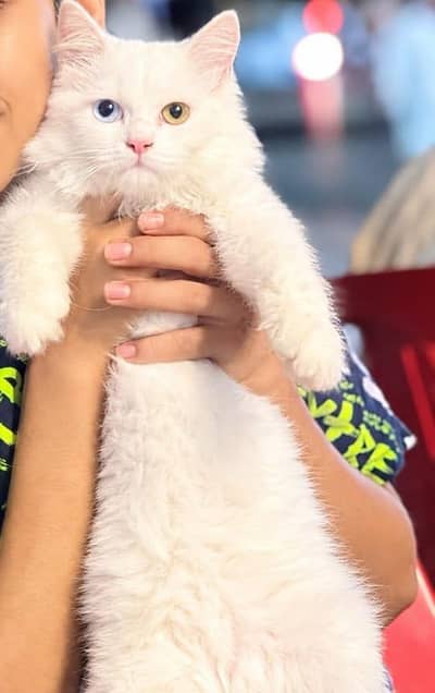 Pure White Persian Male Kitten - Rare Odd Eyes (5 Months)