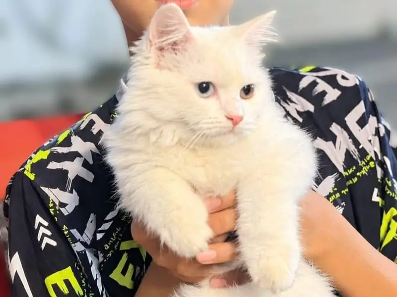 Pure White Persian Male Kitten - Rare Odd Eyes (5 Months) — photo 2