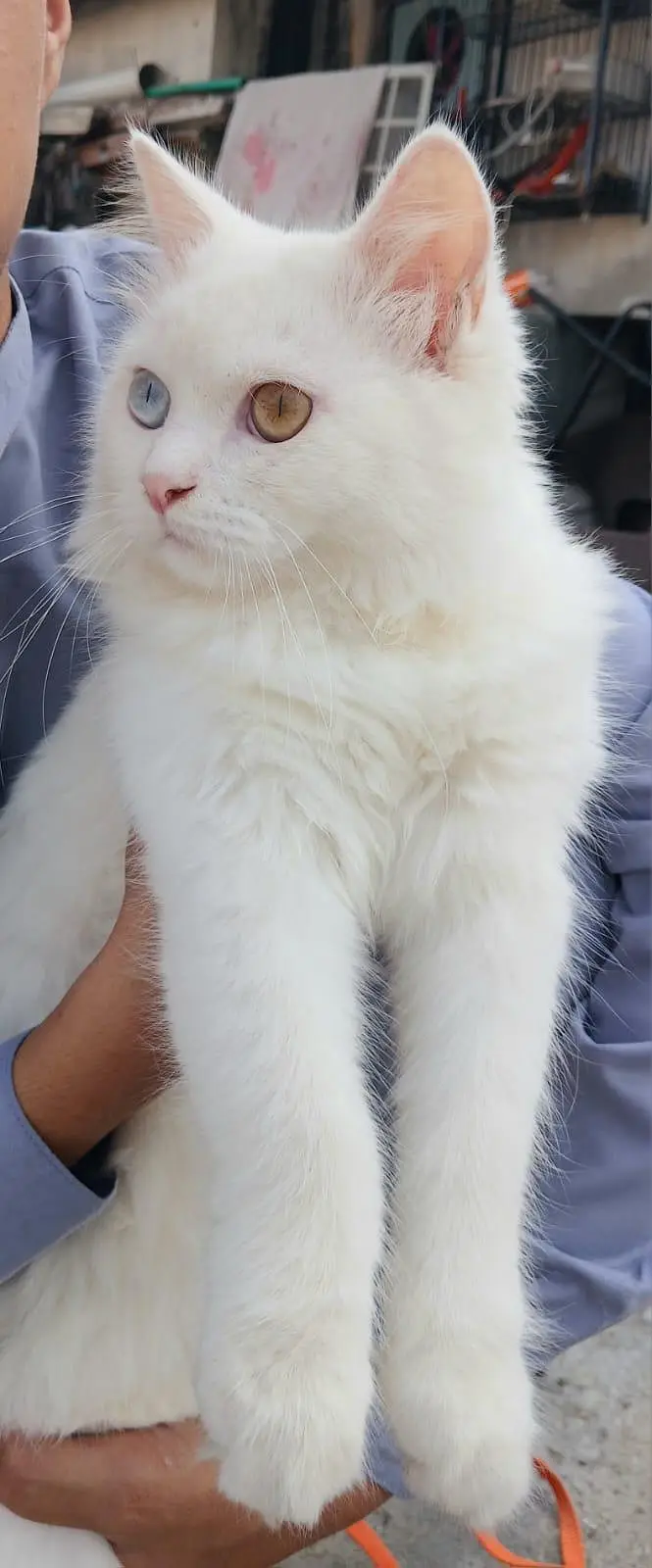 Pure White Persian Male Kitten - Rare Odd Eyes (5 Months) — photo 3