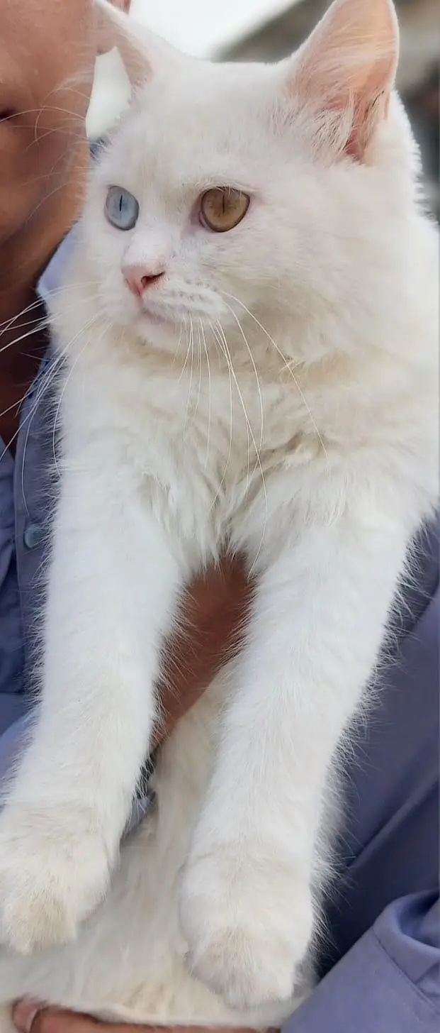 Pure White Persian Male Kitten - Rare Odd Eyes (5 Months) — photo 4