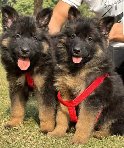 German Shepherd | Puppy | Long Coat | puppies | Dog For Sale | GSD