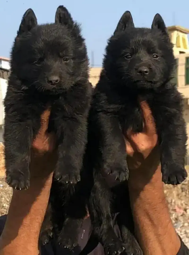 German Shepherd | Puppy | Long Coat | puppies | Dog For Sale | GSD — photo 2