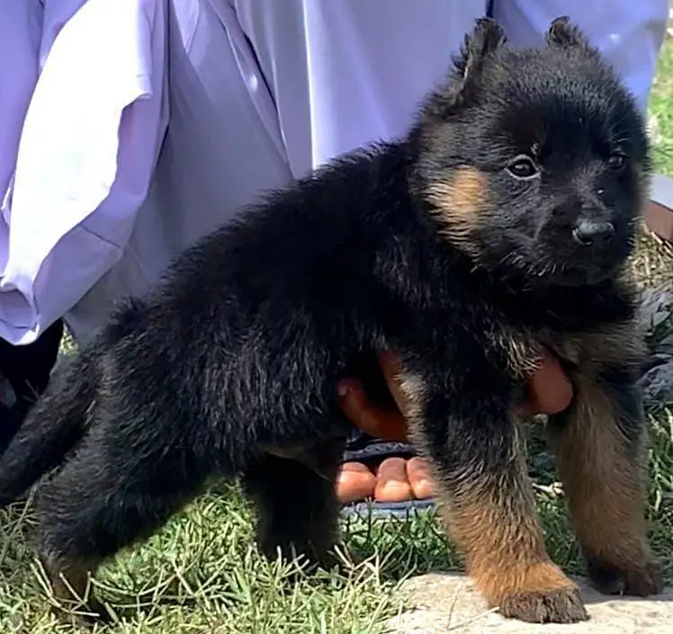 German Shepherd | Puppy | Long Coat | puppies | Dog For Sale | GSD — photo 3