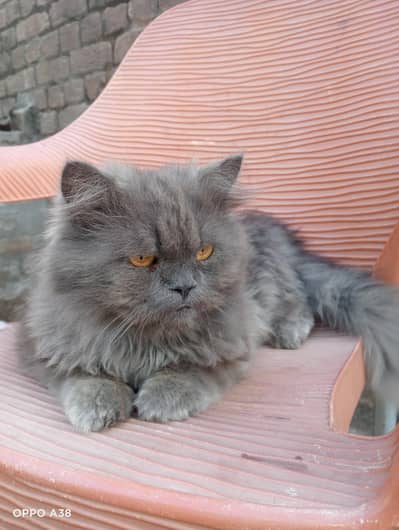 male cat