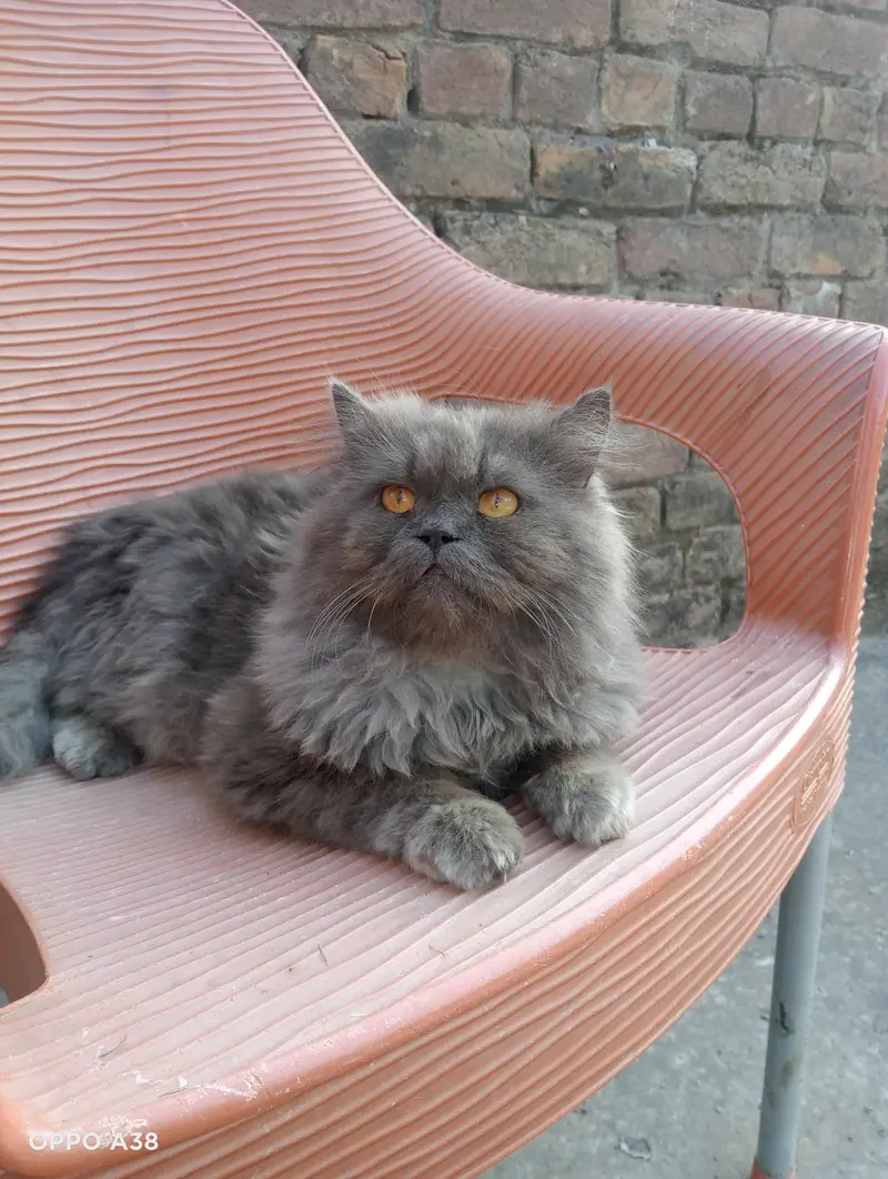 male cat — photo 2