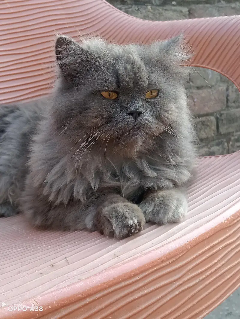 male cat — photo 3