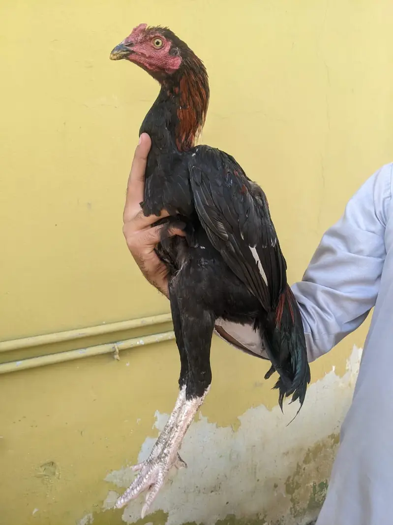 Aseel — photo 6