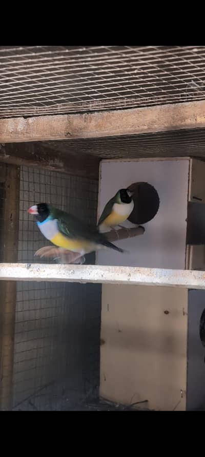 common goldian pair sale