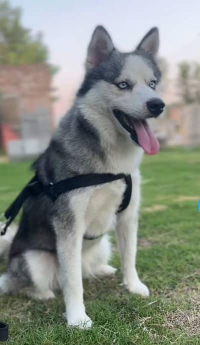 Siberian husky female