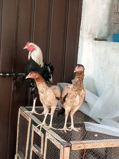 Aseel Male and females