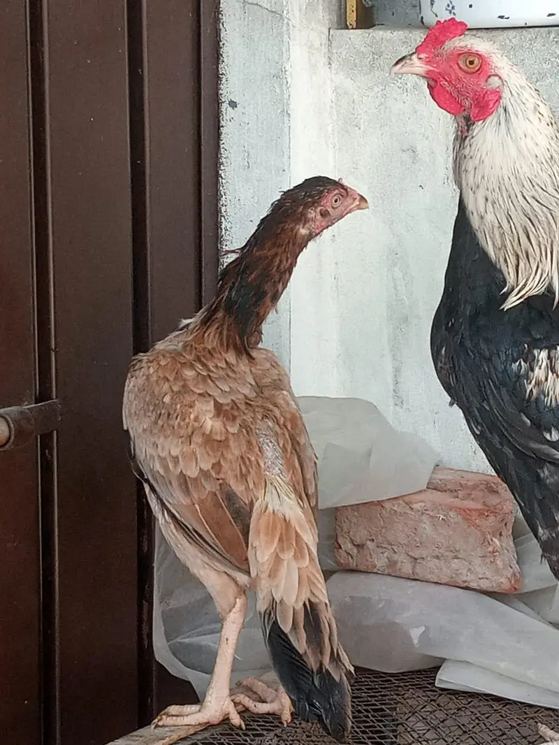 Aseel Male and females — photo 2