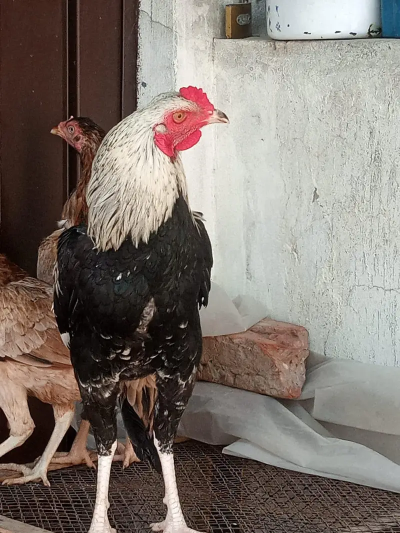 Aseel Male and females — photo 3