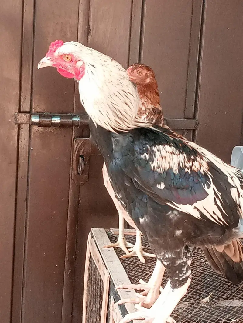 Aseel Male and females — photo 4