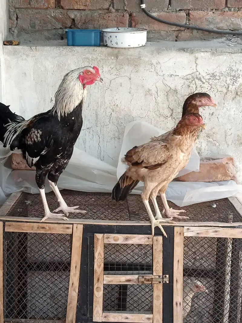 Aseel Male and females — photo 5