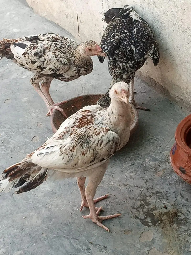 Aseel Male and females — photo 6