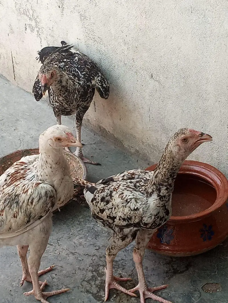 Aseel Male and females — photo 7