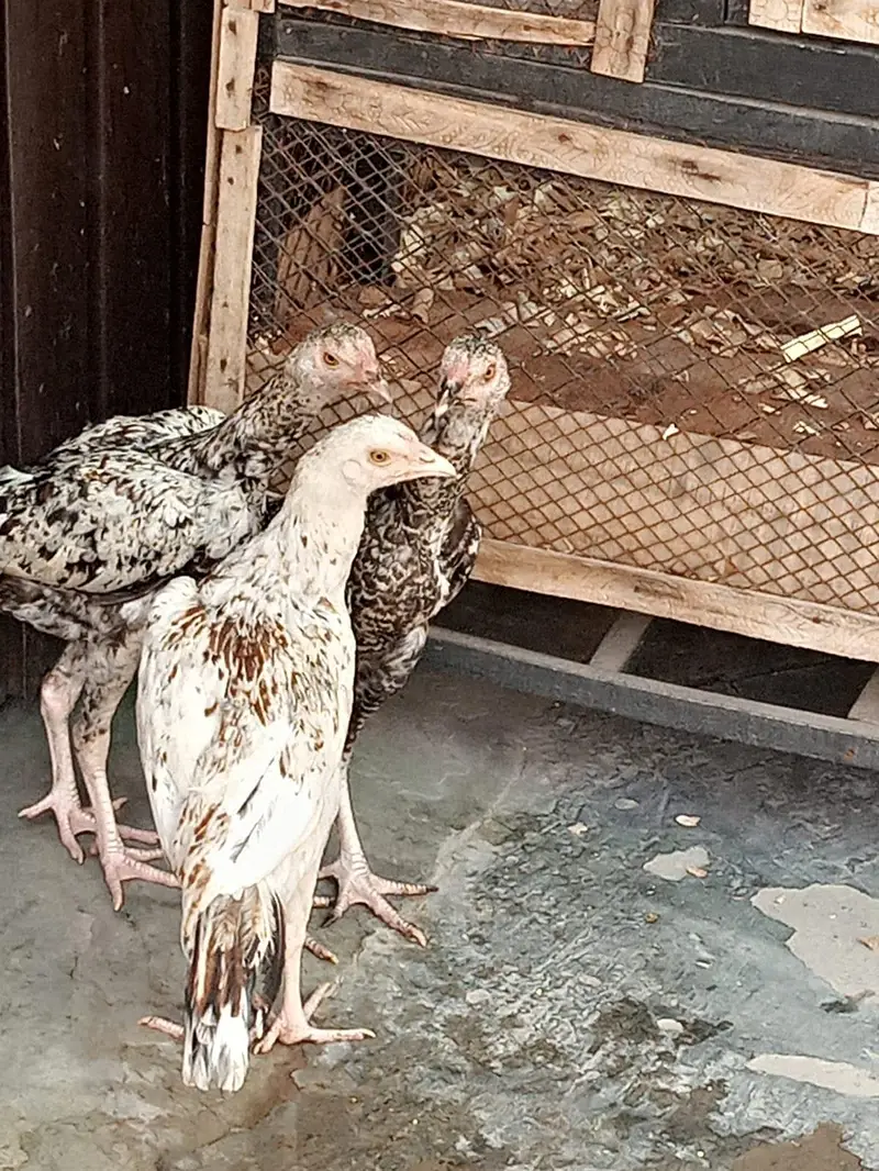 Aseel Male and females — photo 8