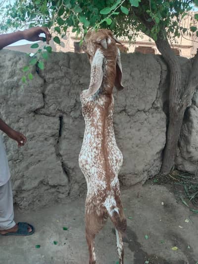 desi Bakra for Sale Mashallah Call number O32427OO765