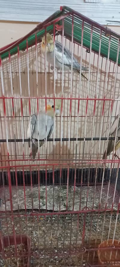 Cocktail Pair and other bird male for sale
