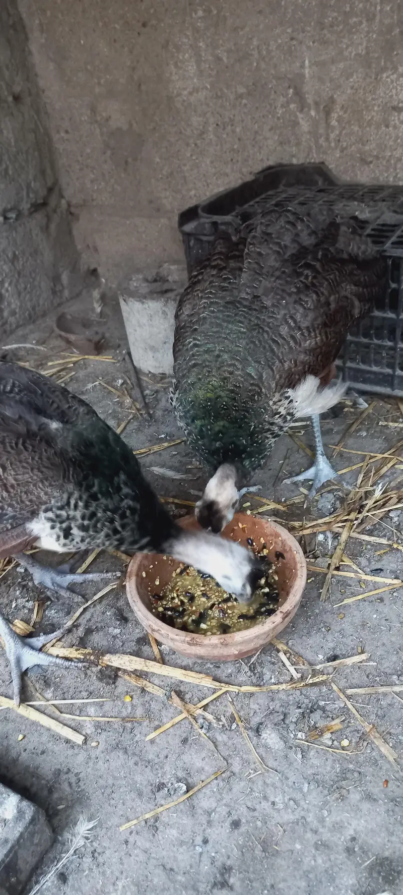 Cocktail Pair and other bird male for sale — photo 9