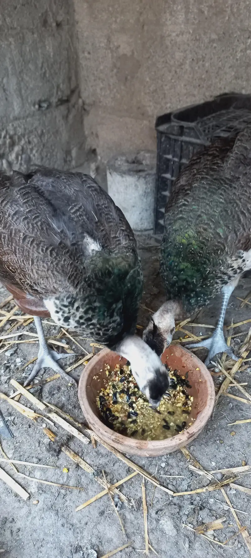 Cocktail Pair and other bird male for sale — photo 10
